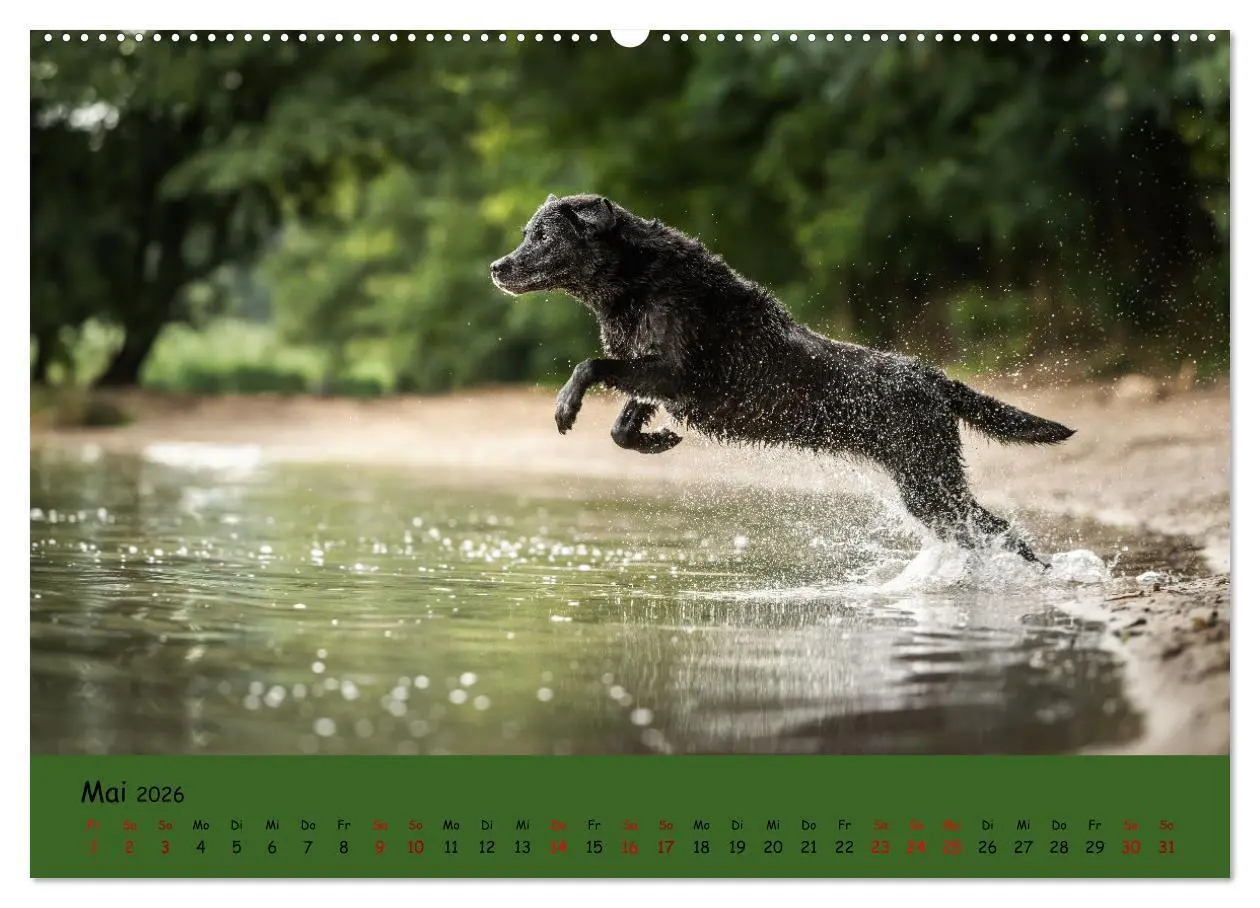 Bild: 9783457428023 | Labrador Retriever - Vielfalt auf Vier Pfoten (hochwertiger Premium...