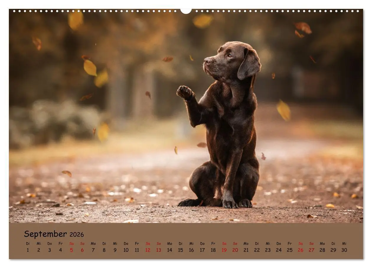 Bild: 9783457428023 | Labrador Retriever - Vielfalt auf Vier Pfoten (hochwertiger Premium...
