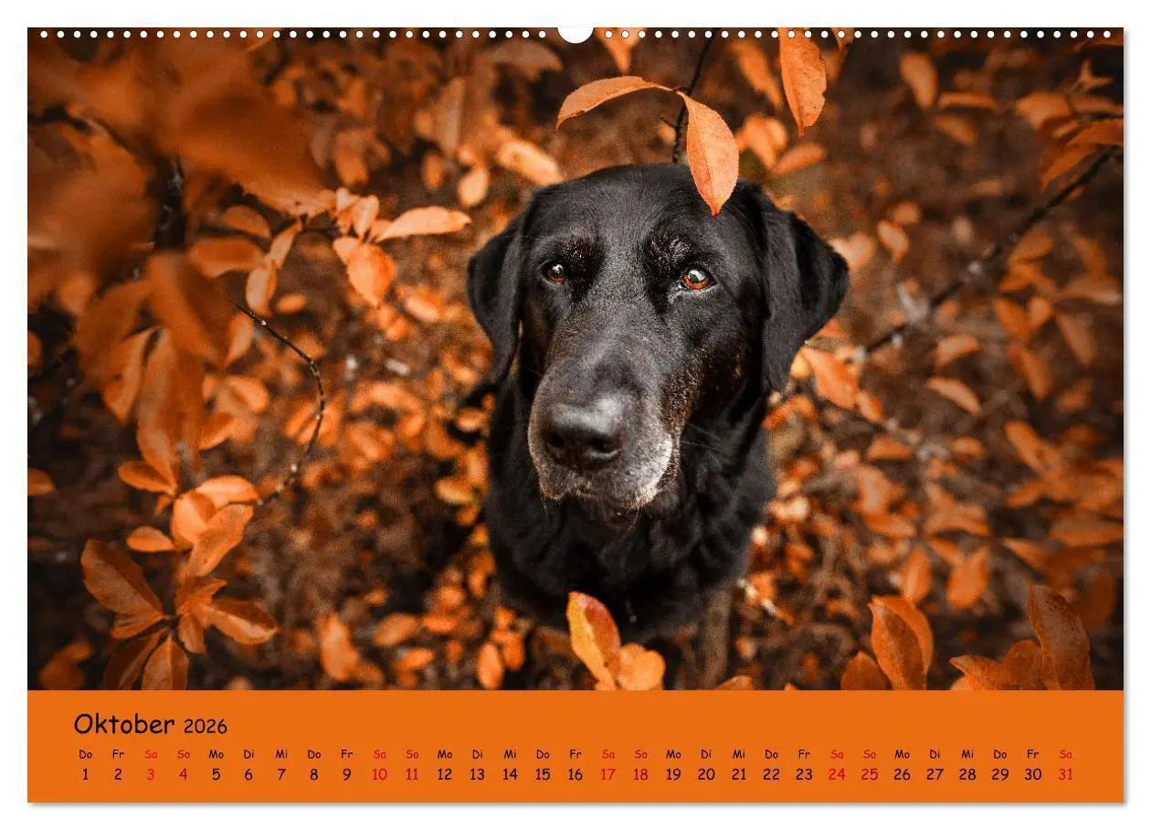 Bild: 9783457428023 | Labrador Retriever - Vielfalt auf Vier Pfoten (hochwertiger Premium...