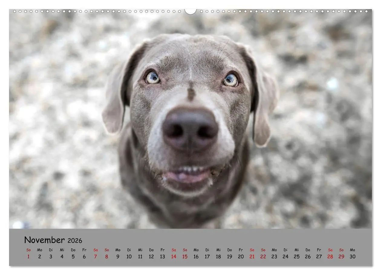 Bild: 9783457428023 | Labrador Retriever - Vielfalt auf Vier Pfoten (hochwertiger Premium...
