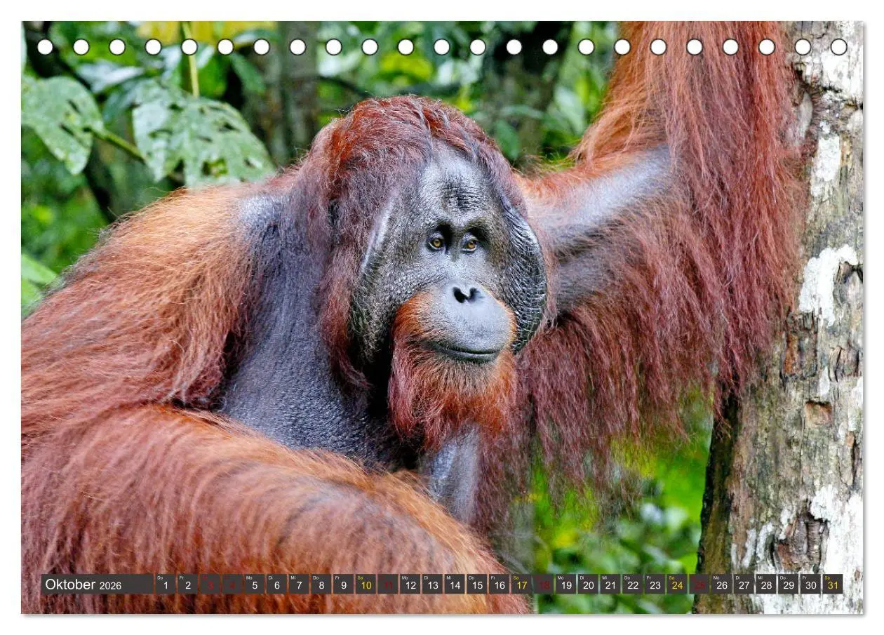 Bild: 9783457738023 | Waldmenschen - Orang Utans auf Borneo (Tischkalender 2026 DIN A5...