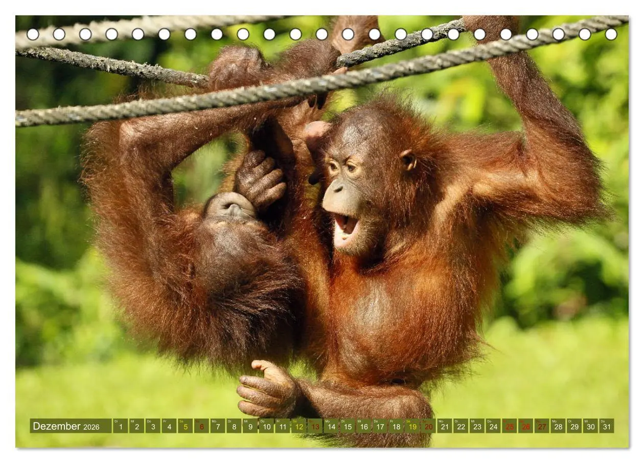 Bild: 9783457738023 | Waldmenschen - Orang Utans auf Borneo (Tischkalender 2026 DIN A5...