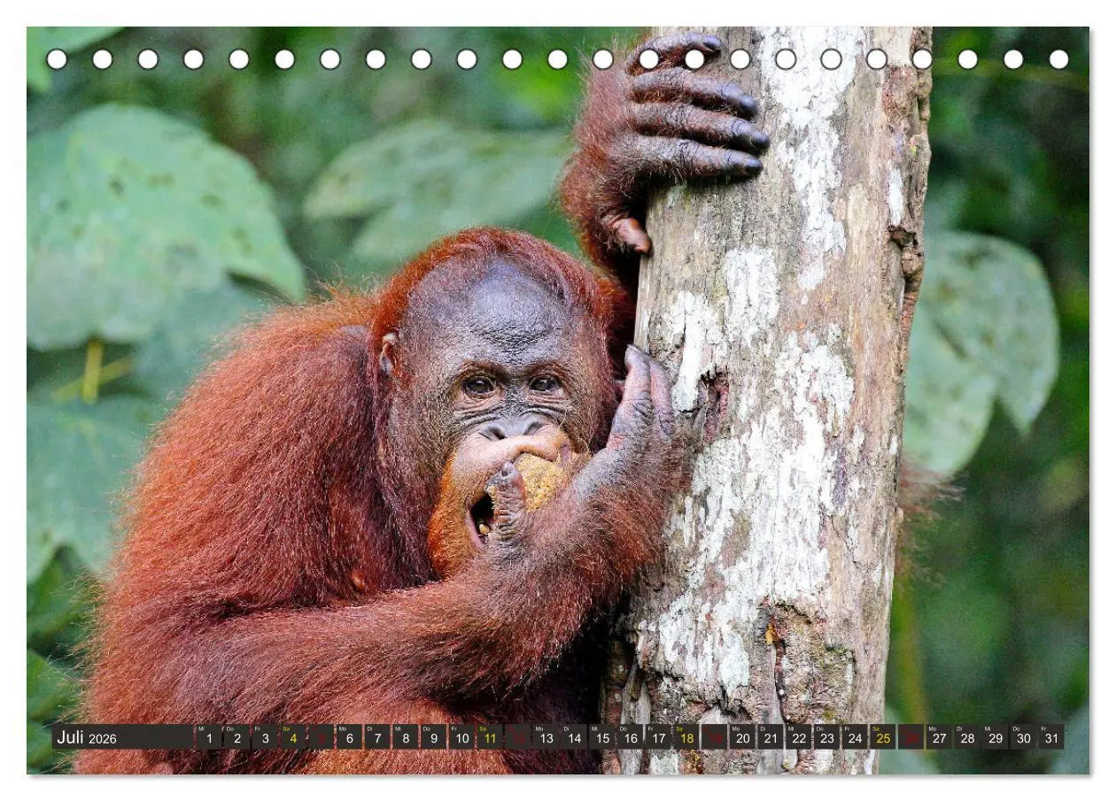 Bild: 9783457738023 | Waldmenschen - Orang Utans auf Borneo (Tischkalender 2026 DIN A5...