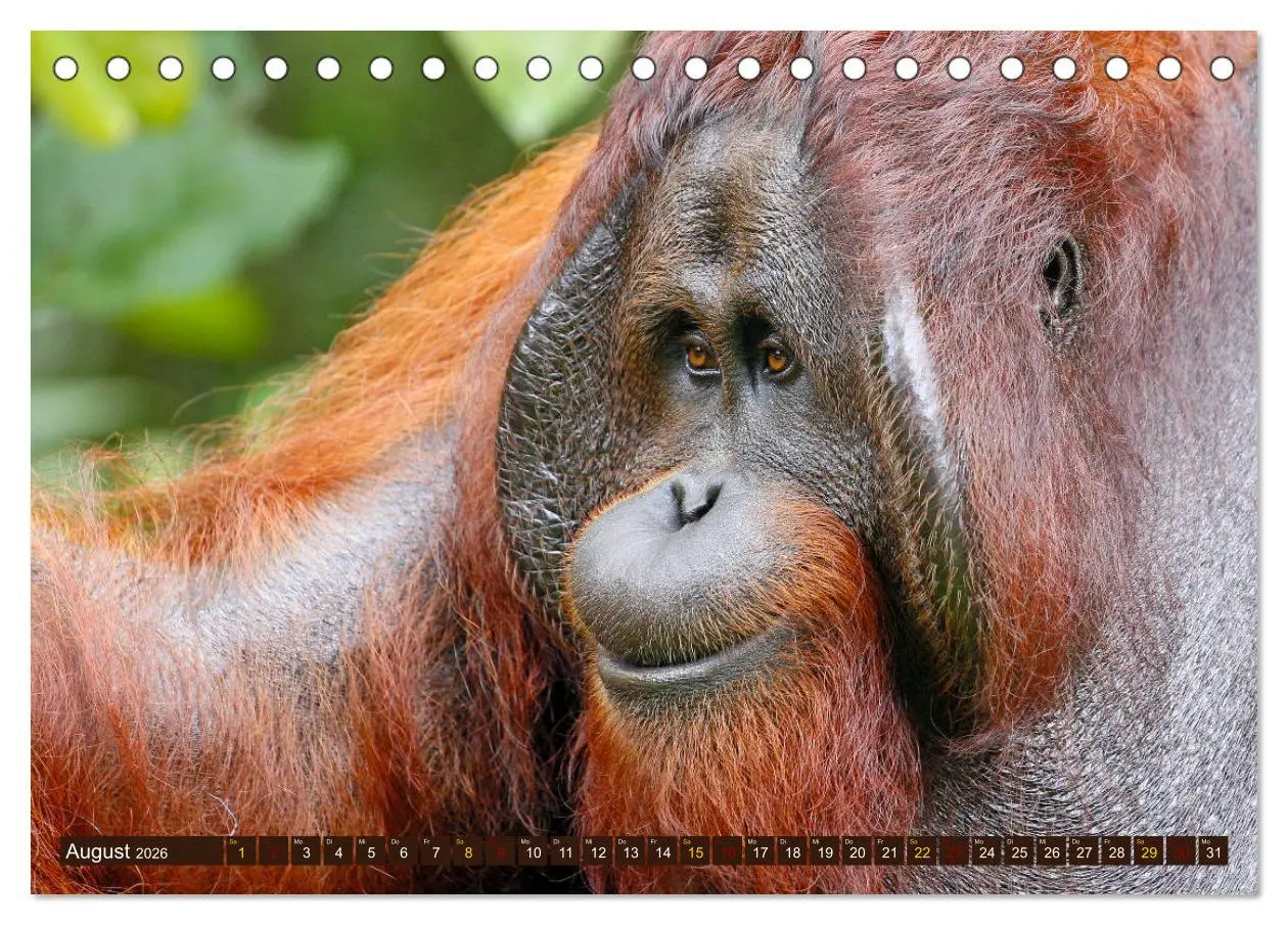 Bild: 9783457738023 | Waldmenschen - Orang Utans auf Borneo (Tischkalender 2026 DIN A5...