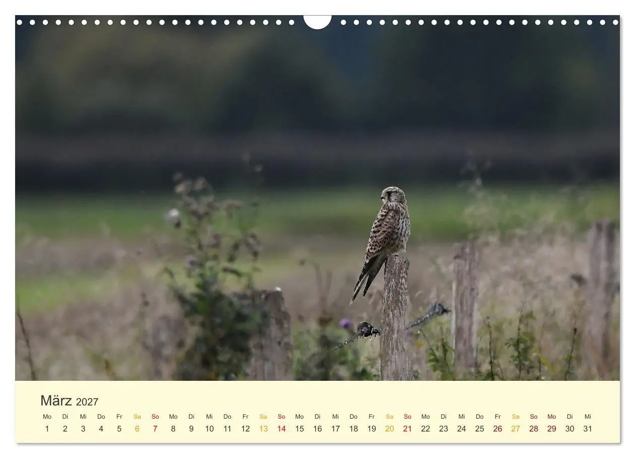 Bild: 9783569468023 | Im Revier der Falken (Wandkalender 2027 DIN A3 quer), CALVENDO...