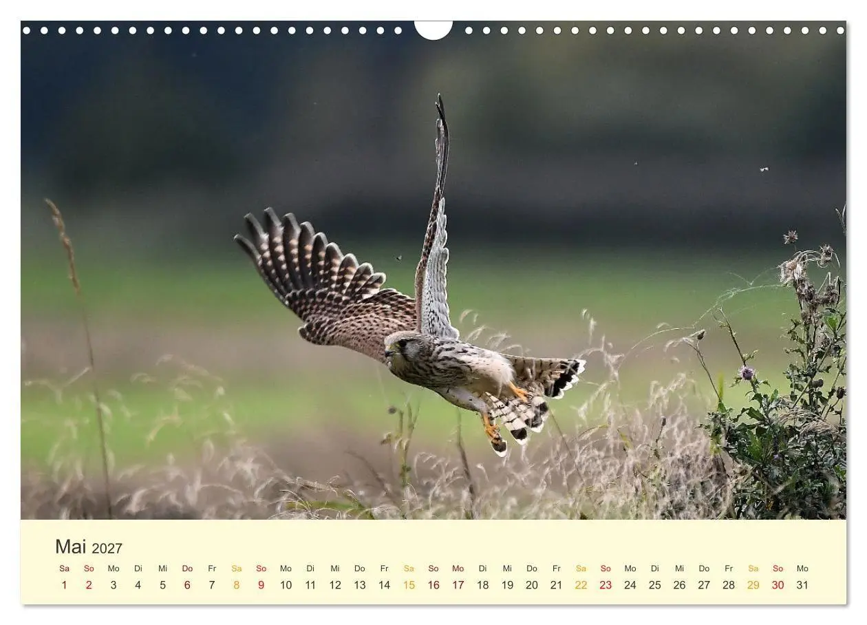 Bild: 9783569468023 | Im Revier der Falken (Wandkalender 2027 DIN A3 quer), CALVENDO...