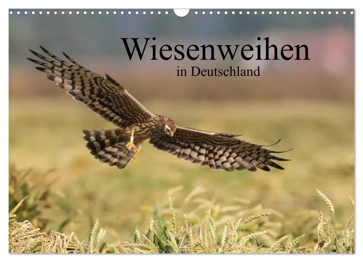 Cover: 9783516128123 | Wiesenweihen in Deutschland (Wandkalender 2026 DIN A3 quer),...