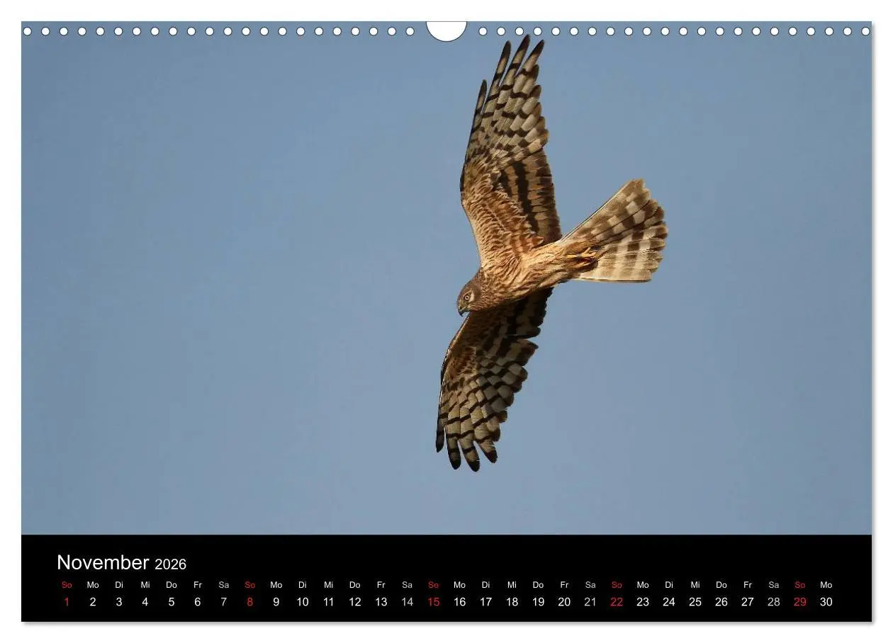 Bild: 9783516128123 | Wiesenweihen in Deutschland (Wandkalender 2026 DIN A3 quer),...