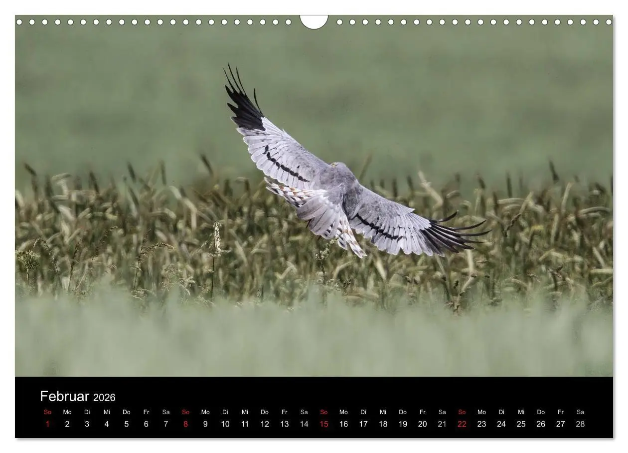 Bild: 9783516128123 | Wiesenweihen in Deutschland (Wandkalender 2026 DIN A3 quer),...