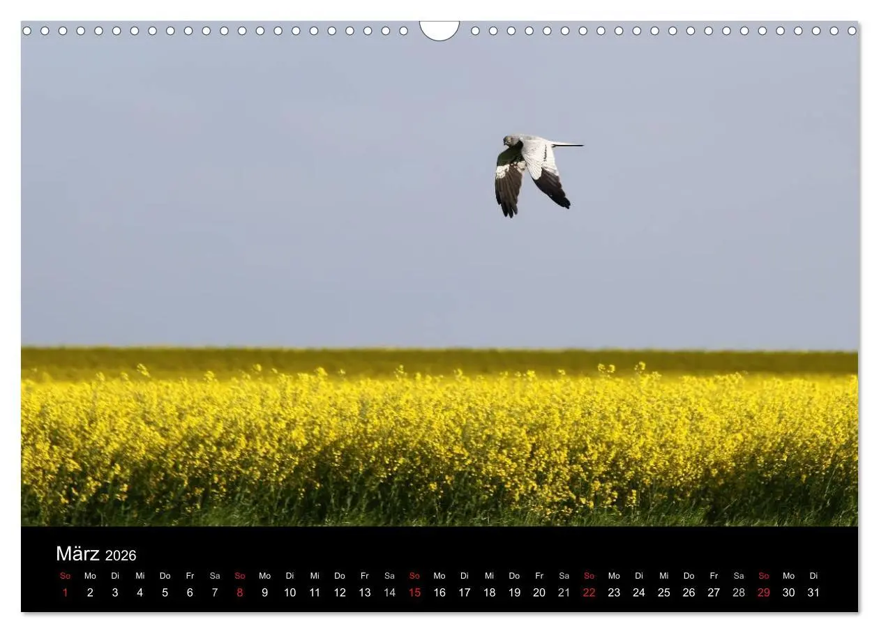 Bild: 9783516128123 | Wiesenweihen in Deutschland (Wandkalender 2026 DIN A3 quer),...