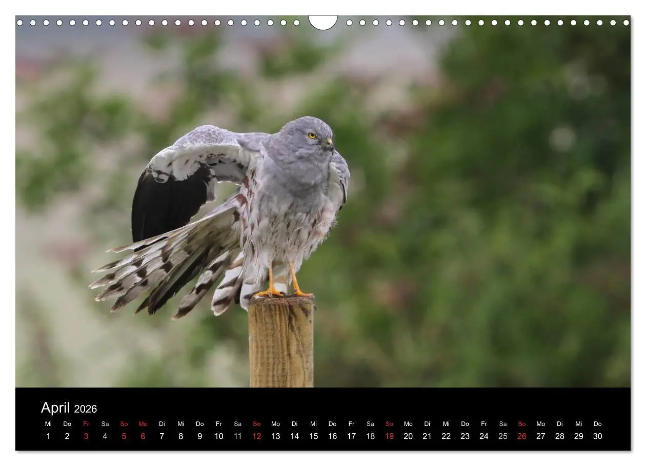 Bild: 9783516128123 | Wiesenweihen in Deutschland (Wandkalender 2026 DIN A3 quer),...