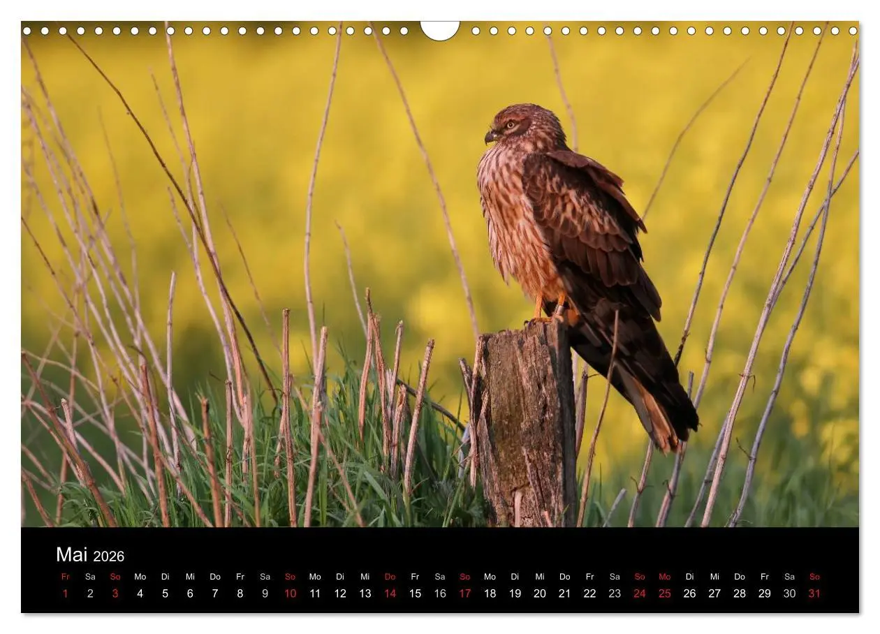 Bild: 9783516128123 | Wiesenweihen in Deutschland (Wandkalender 2026 DIN A3 quer),...