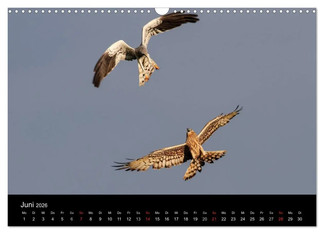 Bild: 9783516128123 | Wiesenweihen in Deutschland (Wandkalender 2026 DIN A3 quer),...
