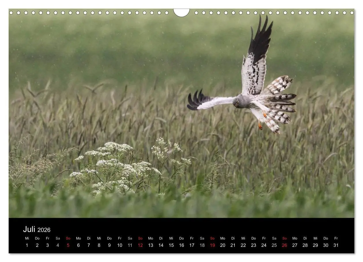 Bild: 9783516128123 | Wiesenweihen in Deutschland (Wandkalender 2026 DIN A3 quer),...