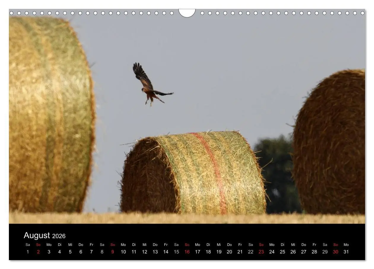 Bild: 9783516128123 | Wiesenweihen in Deutschland (Wandkalender 2026 DIN A3 quer),...