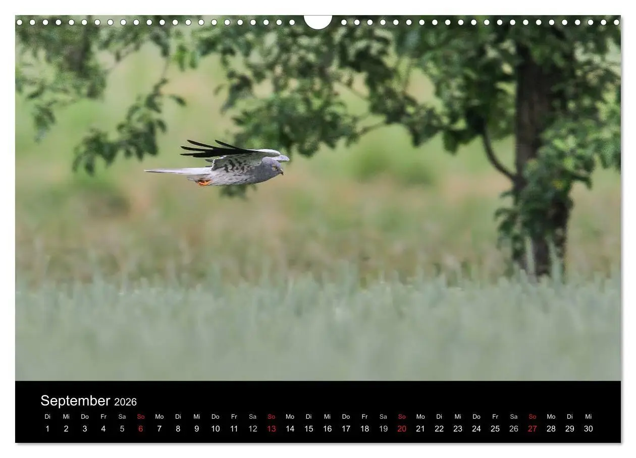 Bild: 9783516128123 | Wiesenweihen in Deutschland (Wandkalender 2026 DIN A3 quer),...