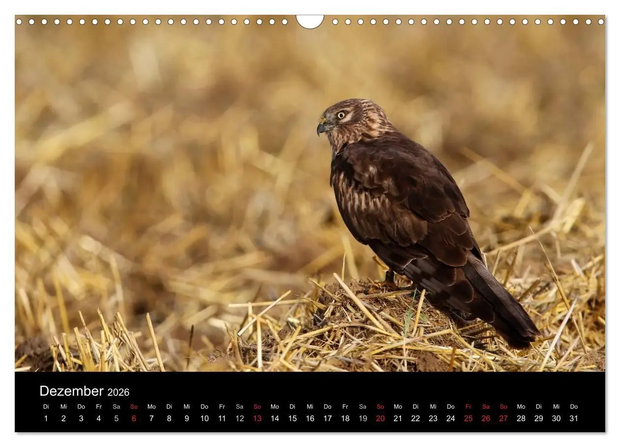 Bild: 9783516128123 | Wiesenweihen in Deutschland (Wandkalender 2026 DIN A3 quer),...