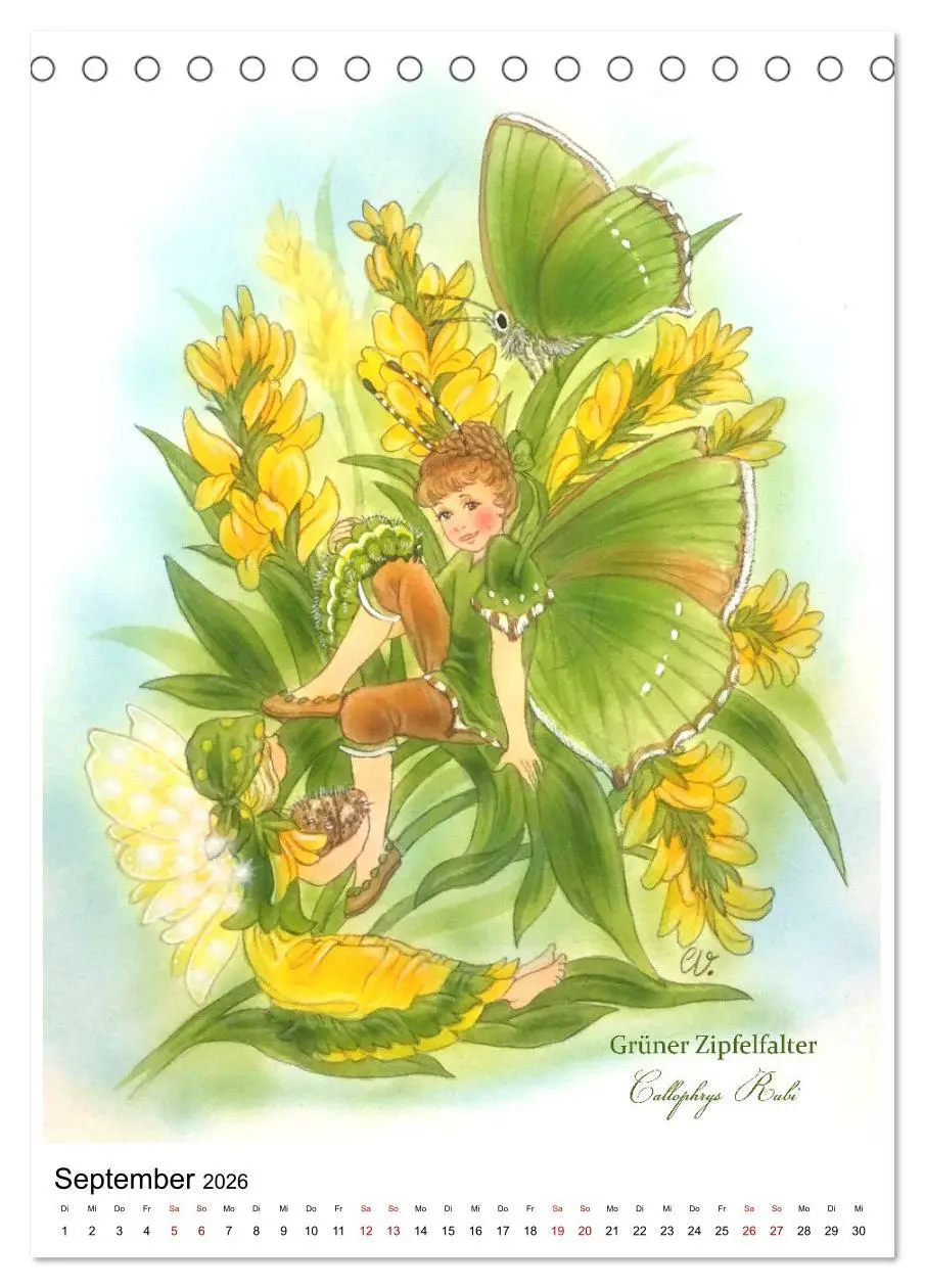 Bild: 9783516368123 | Schmetterlings-Elfen (Tischkalender 2026 DIN A5 hoch), CALVENDO...