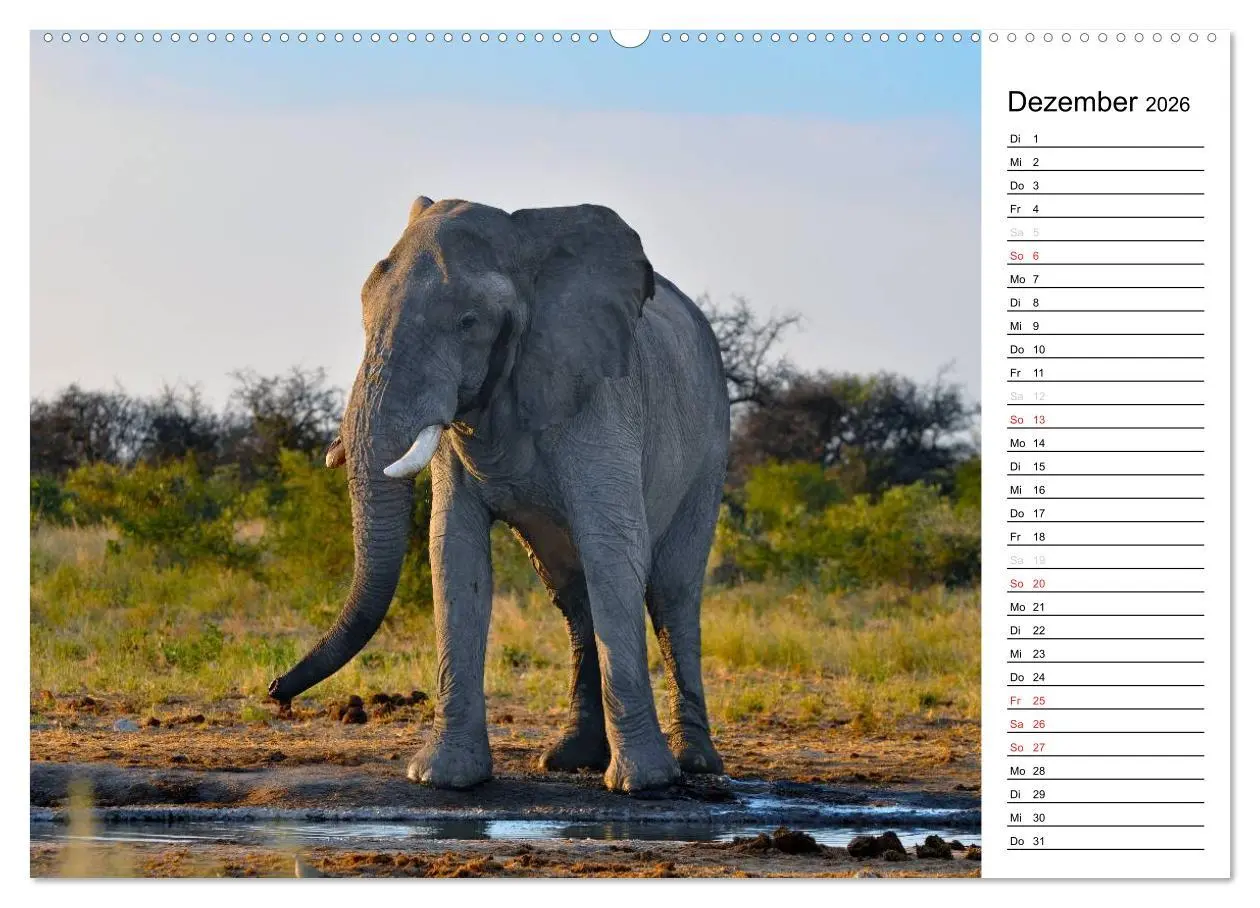 Bild: 9783457948323 | Südafrika - Big 5 und mehr (hochwertiger Premium Wandkalender 2026...