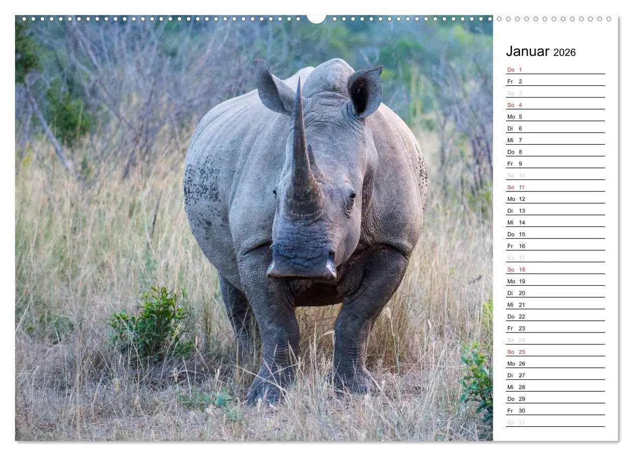Bild: 9783457948323 | Südafrika - Big 5 und mehr (hochwertiger Premium Wandkalender 2026...
