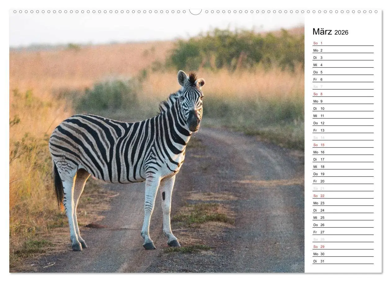 Bild: 9783457948323 | Südafrika - Big 5 und mehr (hochwertiger Premium Wandkalender 2026...