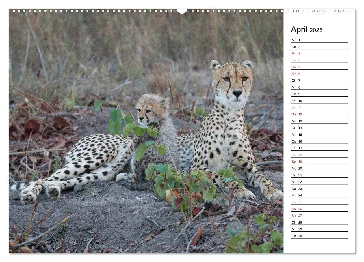 Bild: 9783457948323 | Südafrika - Big 5 und mehr (hochwertiger Premium Wandkalender 2026...