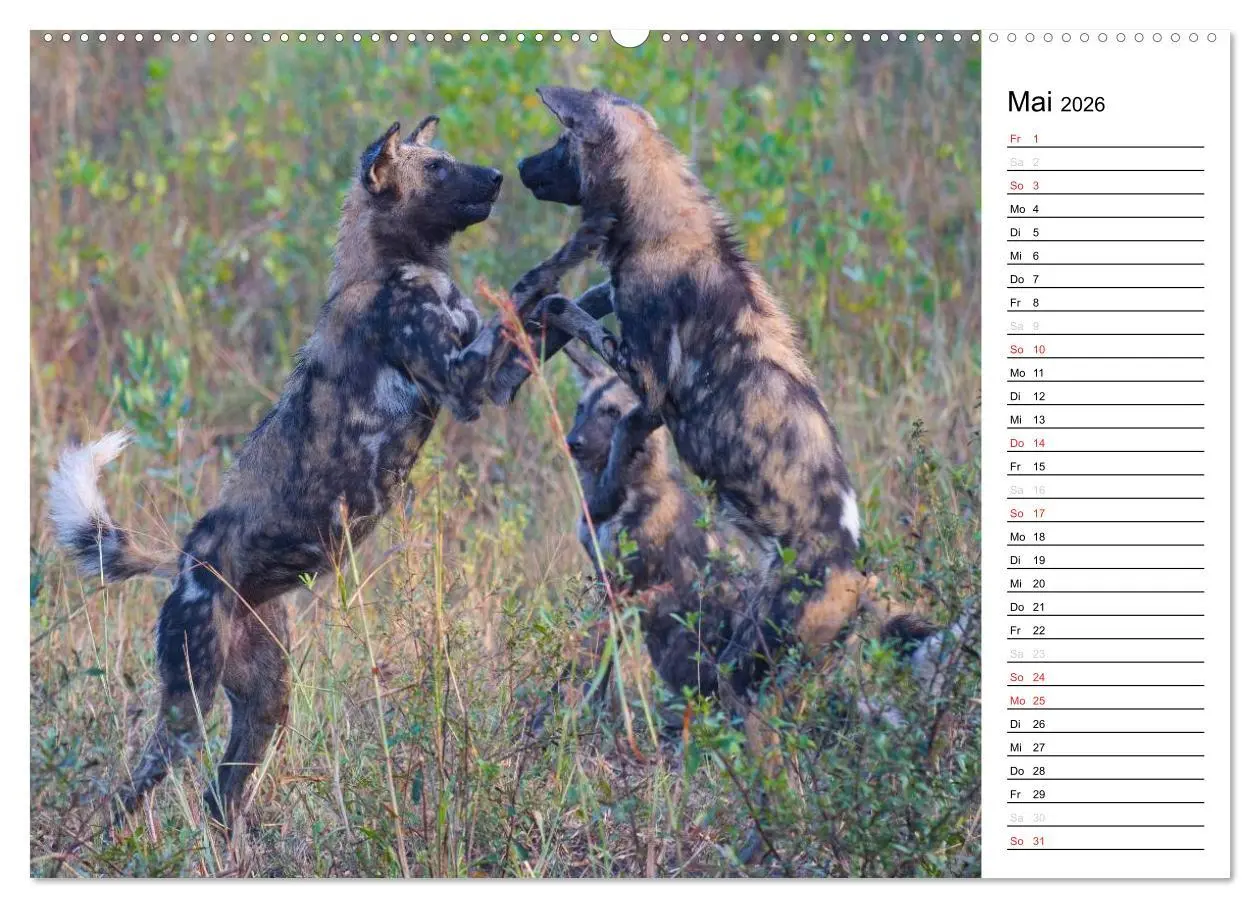 Bild: 9783457948323 | Südafrika - Big 5 und mehr (hochwertiger Premium Wandkalender 2026...
