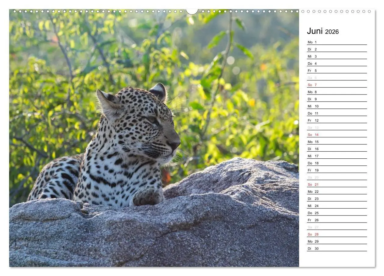 Bild: 9783457948323 | Südafrika - Big 5 und mehr (hochwertiger Premium Wandkalender 2026...