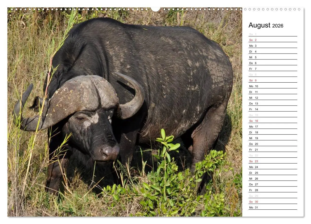 Bild: 9783457948323 | Südafrika - Big 5 und mehr (hochwertiger Premium Wandkalender 2026...