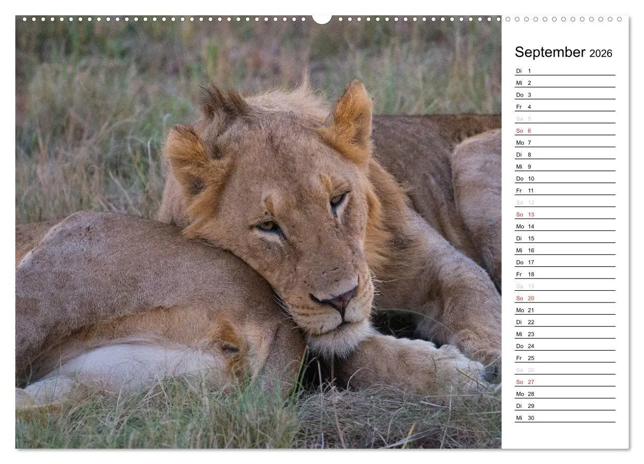 Bild: 9783457948323 | Südafrika - Big 5 und mehr (hochwertiger Premium Wandkalender 2026...