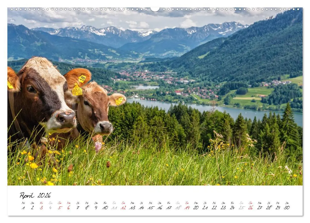 Bild: 9783516038323 | Erlebnis Oberallgäu (Wandkalender 2026 DIN A2 quer), CALVENDO...