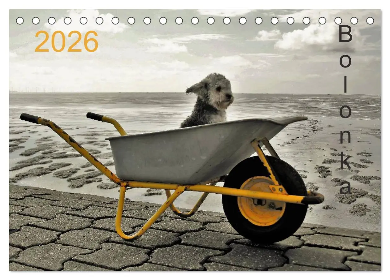 Cover: 9783516028423 | Bolonka 2026 (Tischkalender 2026 DIN A5 quer), CALVENDO Monatskalender
