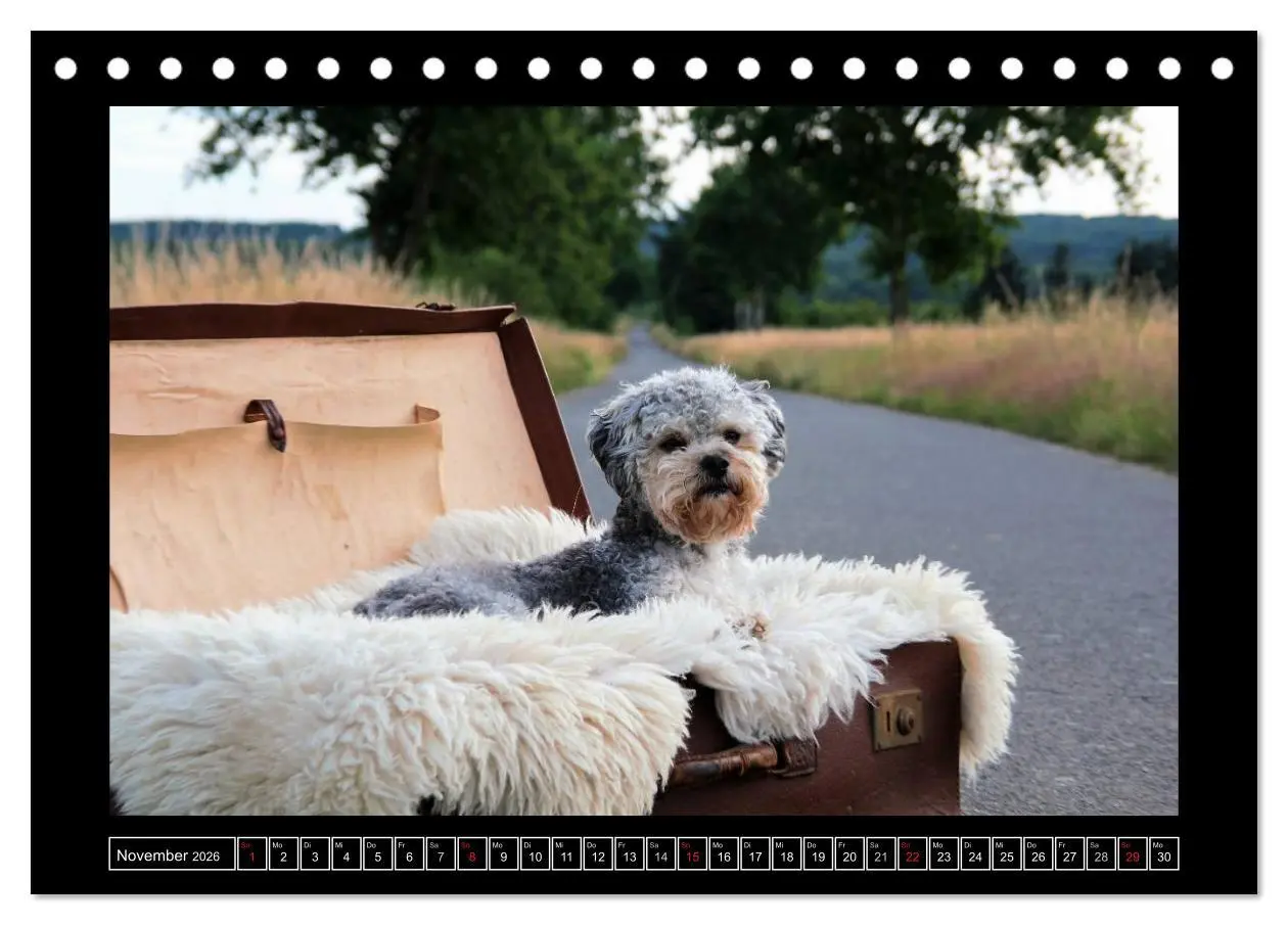 Bild: 9783516028423 | Bolonka 2026 (Tischkalender 2026 DIN A5 quer), CALVENDO Monatskalender