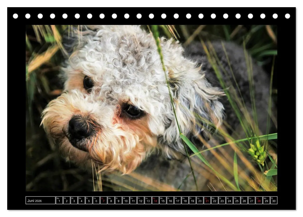 Bild: 9783516028423 | Bolonka 2026 (Tischkalender 2026 DIN A5 quer), CALVENDO Monatskalender