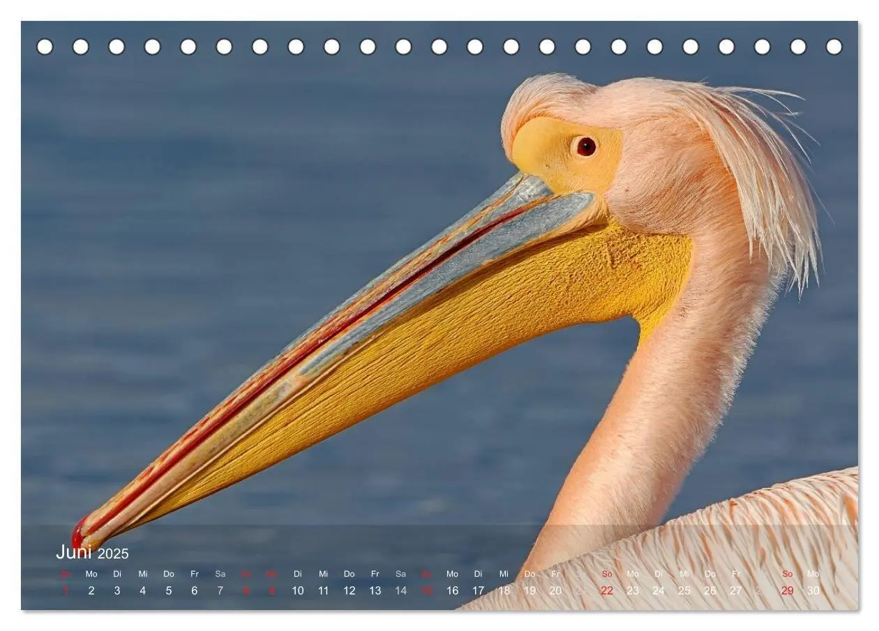 Bild: 9783435698523 | Pelikan-Kalender (Tischkalender 2025 DIN A5 quer), CALVENDO...