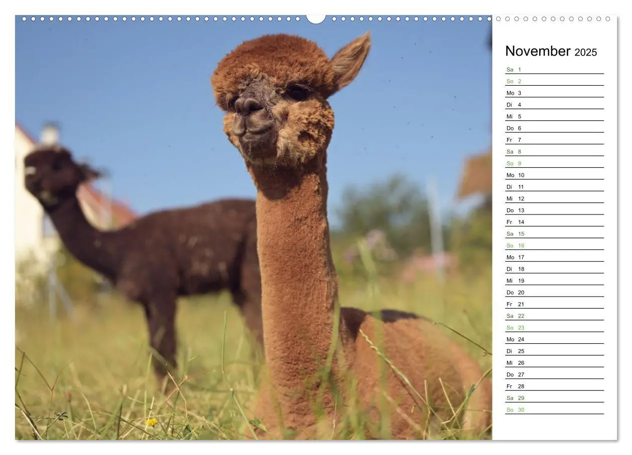 Bild: 9783457218723 | Alpakas im Paradies (Wandkalender 2025 DIN A2 quer), CALVENDO...
