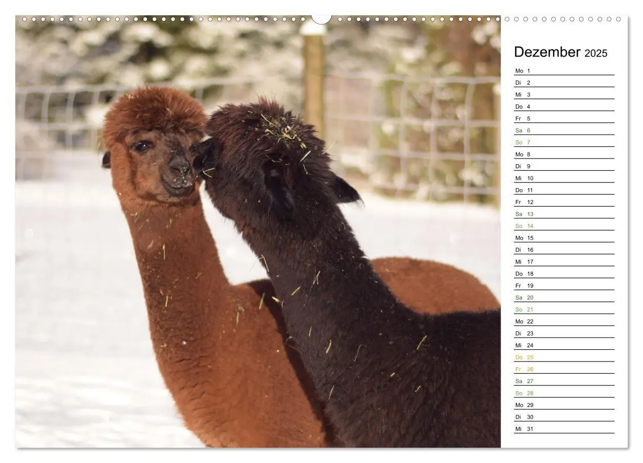 Bild: 9783457218723 | Alpakas im Paradies (Wandkalender 2025 DIN A2 quer), CALVENDO...