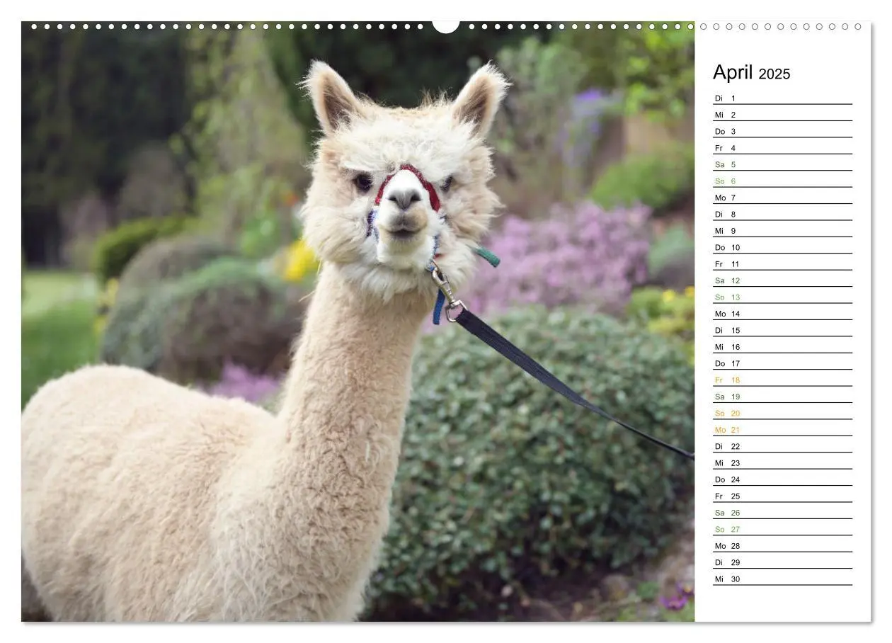 Bild: 9783457218723 | Alpakas im Paradies (Wandkalender 2025 DIN A2 quer), CALVENDO...