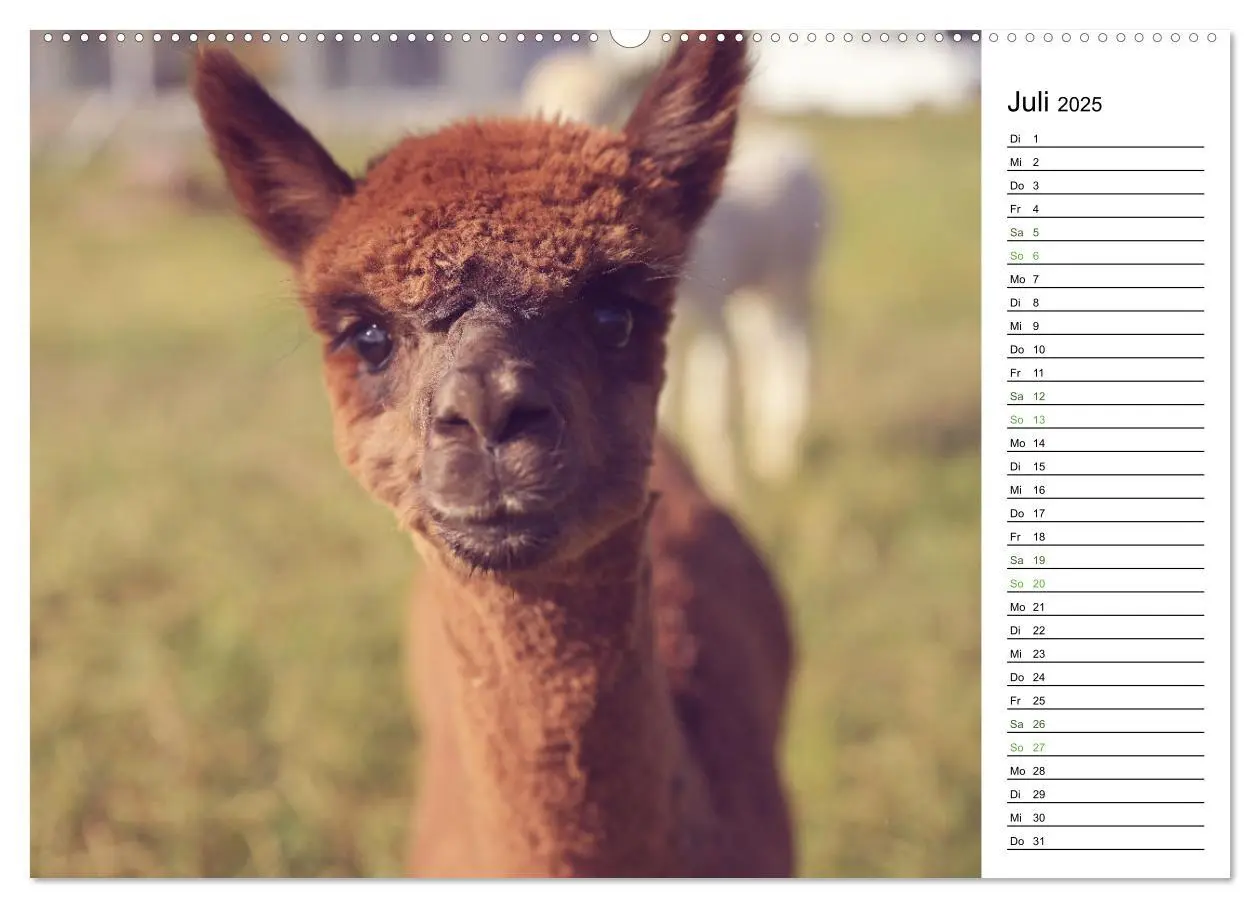 Bild: 9783457218723 | Alpakas im Paradies (Wandkalender 2025 DIN A2 quer), CALVENDO...
