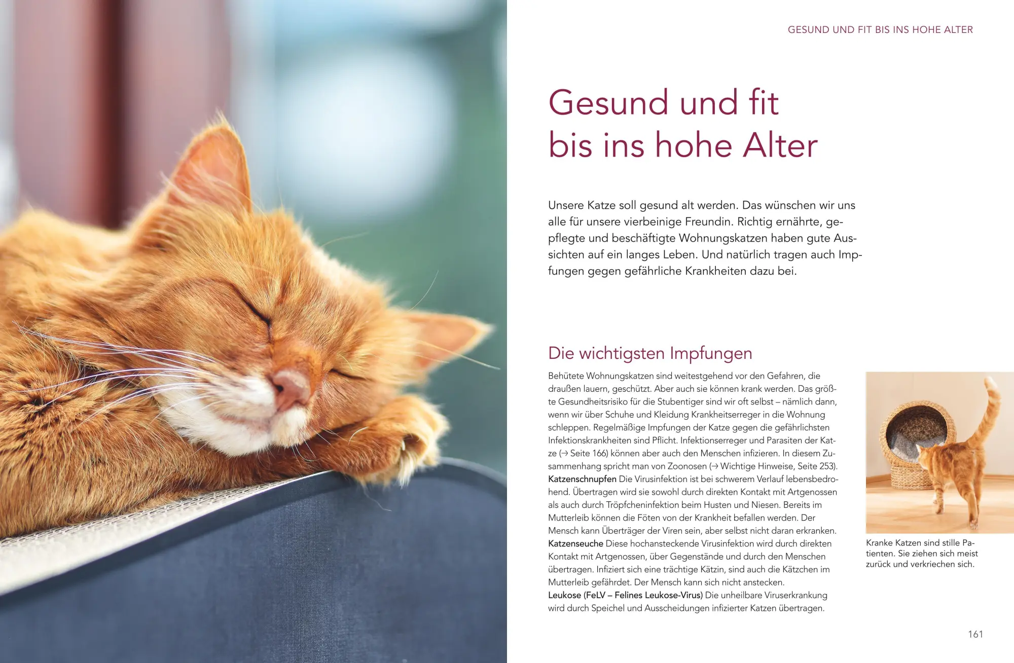 Bild: 9783833898723 | Das große Wohnungskatzen-Wohlfühl-Buch | Gabriele Linke-Grün | Buch