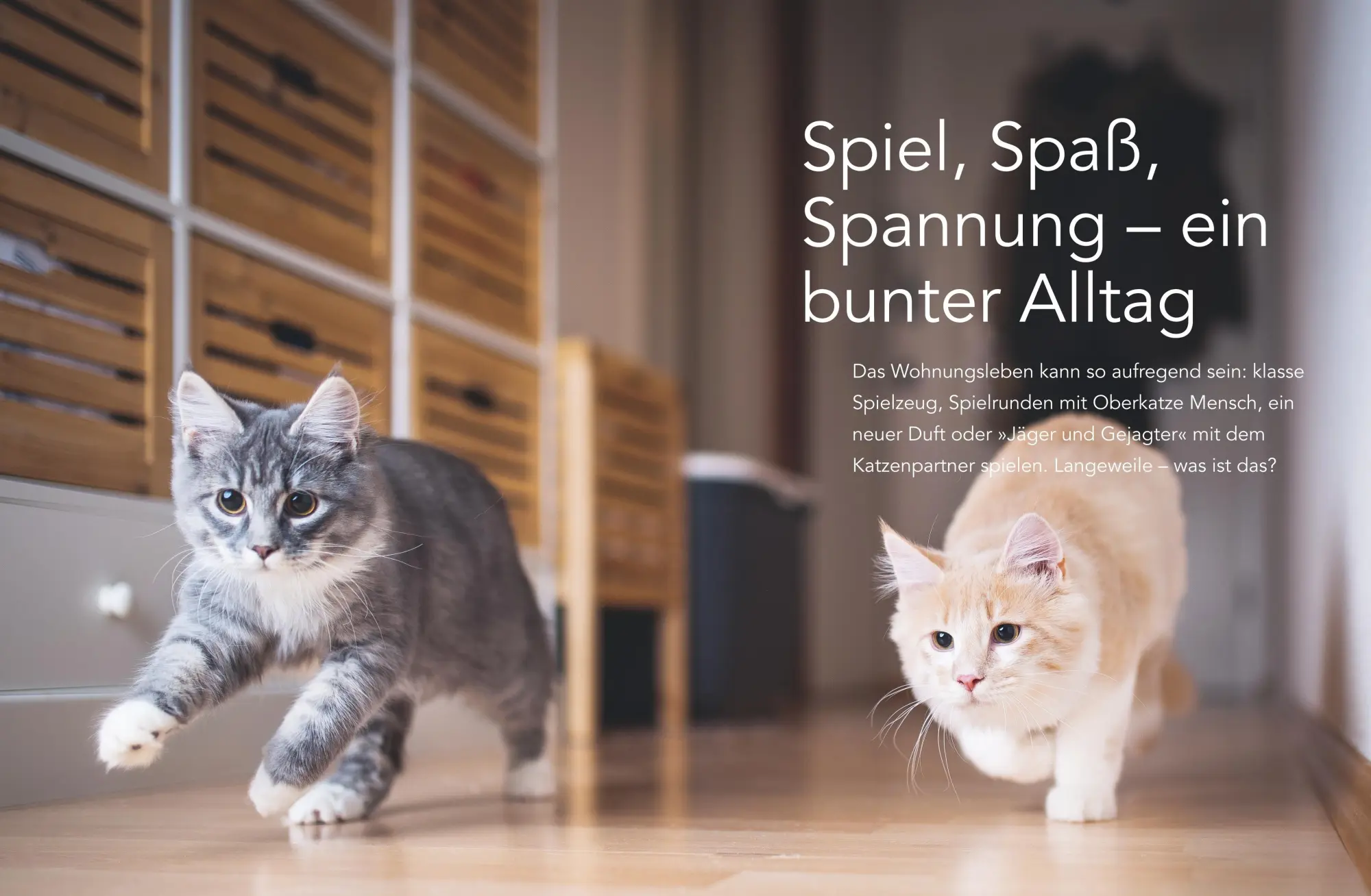 Bild: 9783833898723 | Das große Wohnungskatzen-Wohlfühl-Buch | Gabriele Linke-Grün | Buch