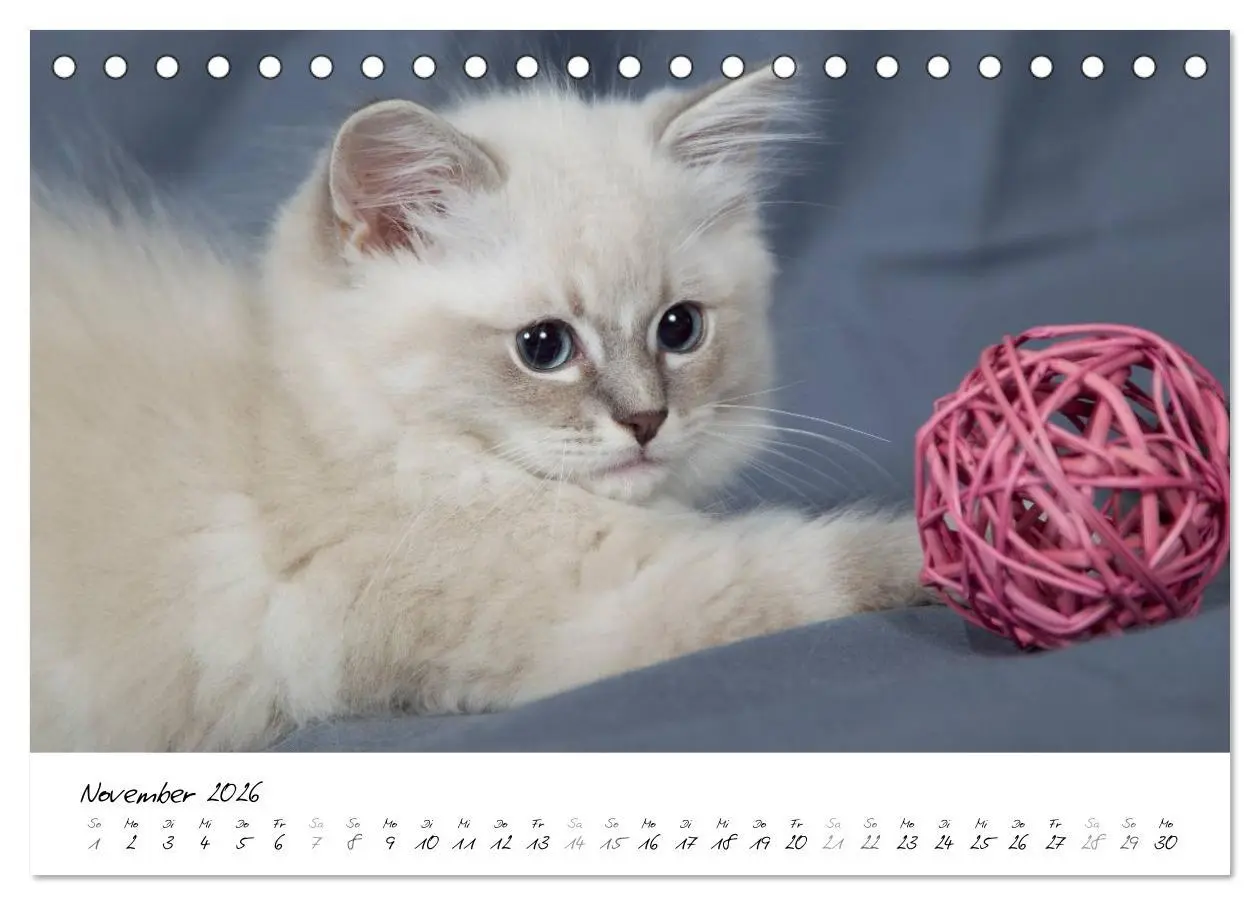 Bild: 9783516158823 | Ragdoll Kitten (Tischkalender 2026 DIN A5 quer), CALVENDO...