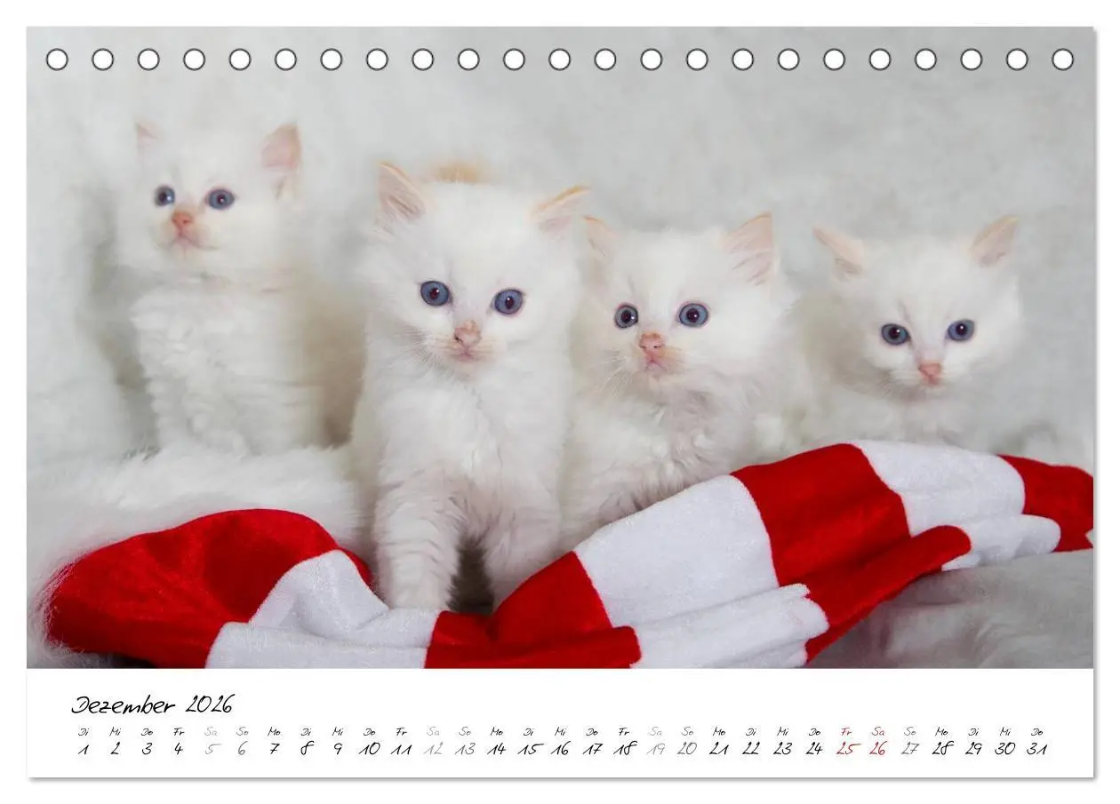 Bild: 9783516158823 | Ragdoll Kitten (Tischkalender 2026 DIN A5 quer), CALVENDO...