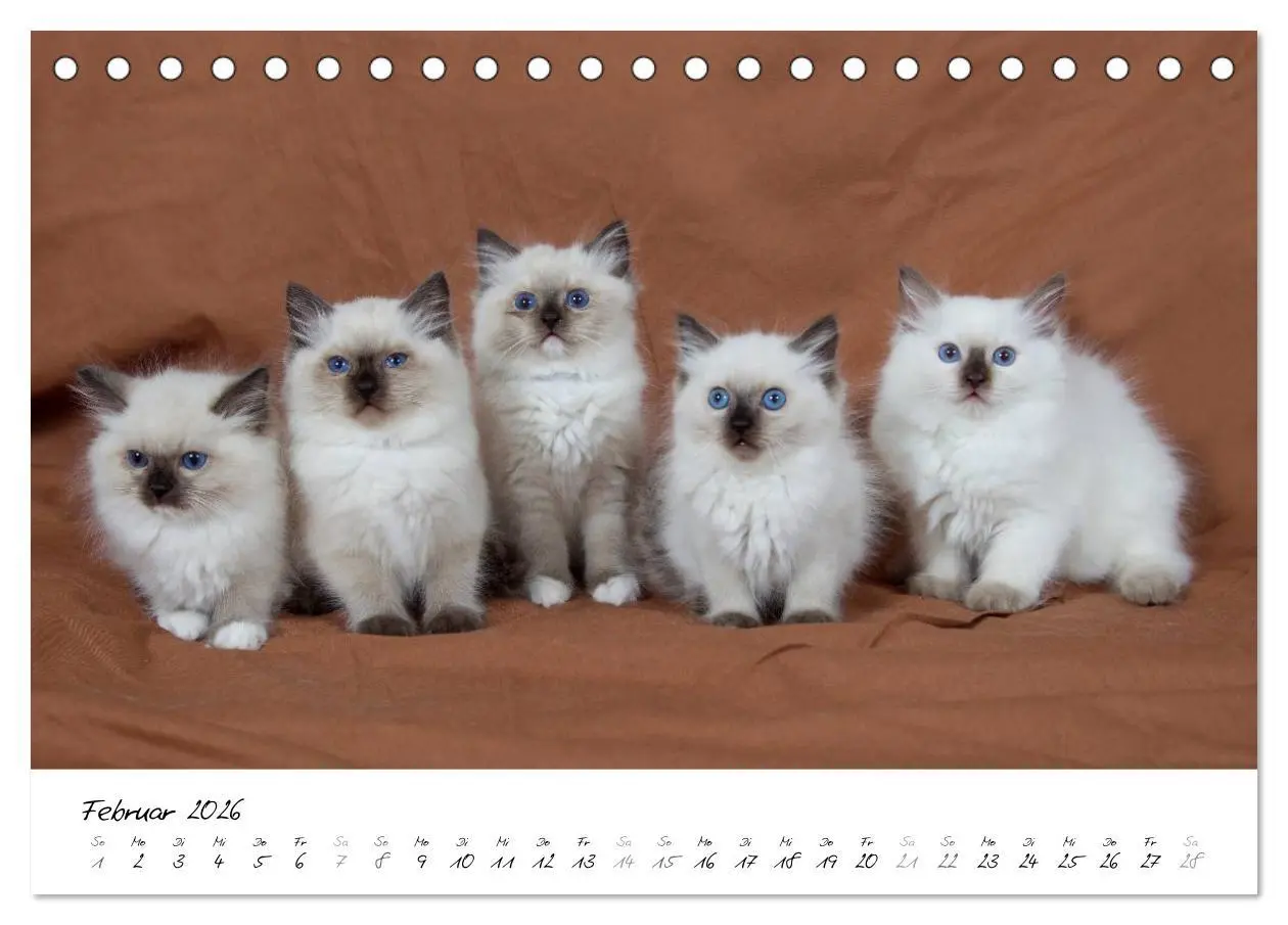 Bild: 9783516158823 | Ragdoll Kitten (Tischkalender 2026 DIN A5 quer), CALVENDO...