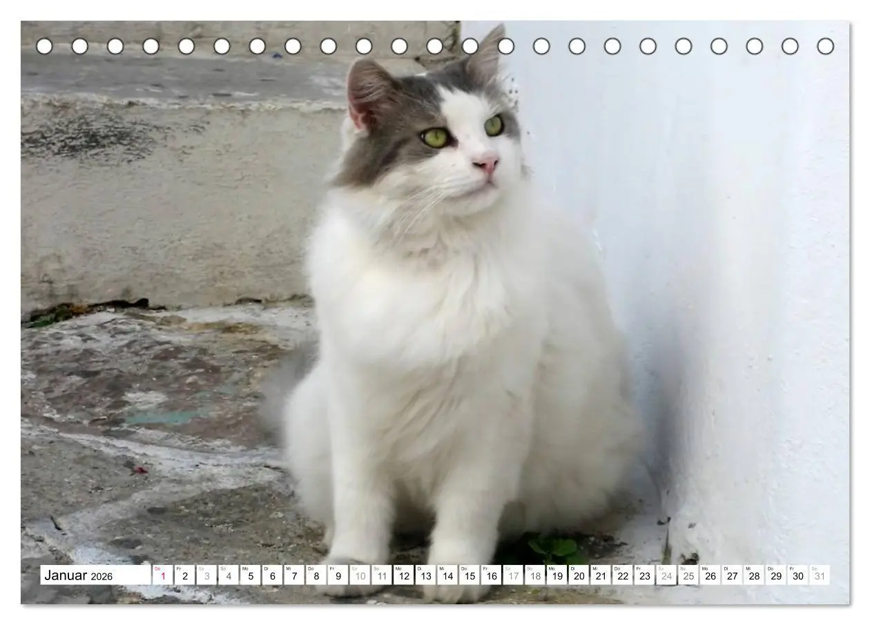 Bild: 9783516148923 | Katzen der Kykladen (Tischkalender 2026 DIN A5 quer), CALVENDO...