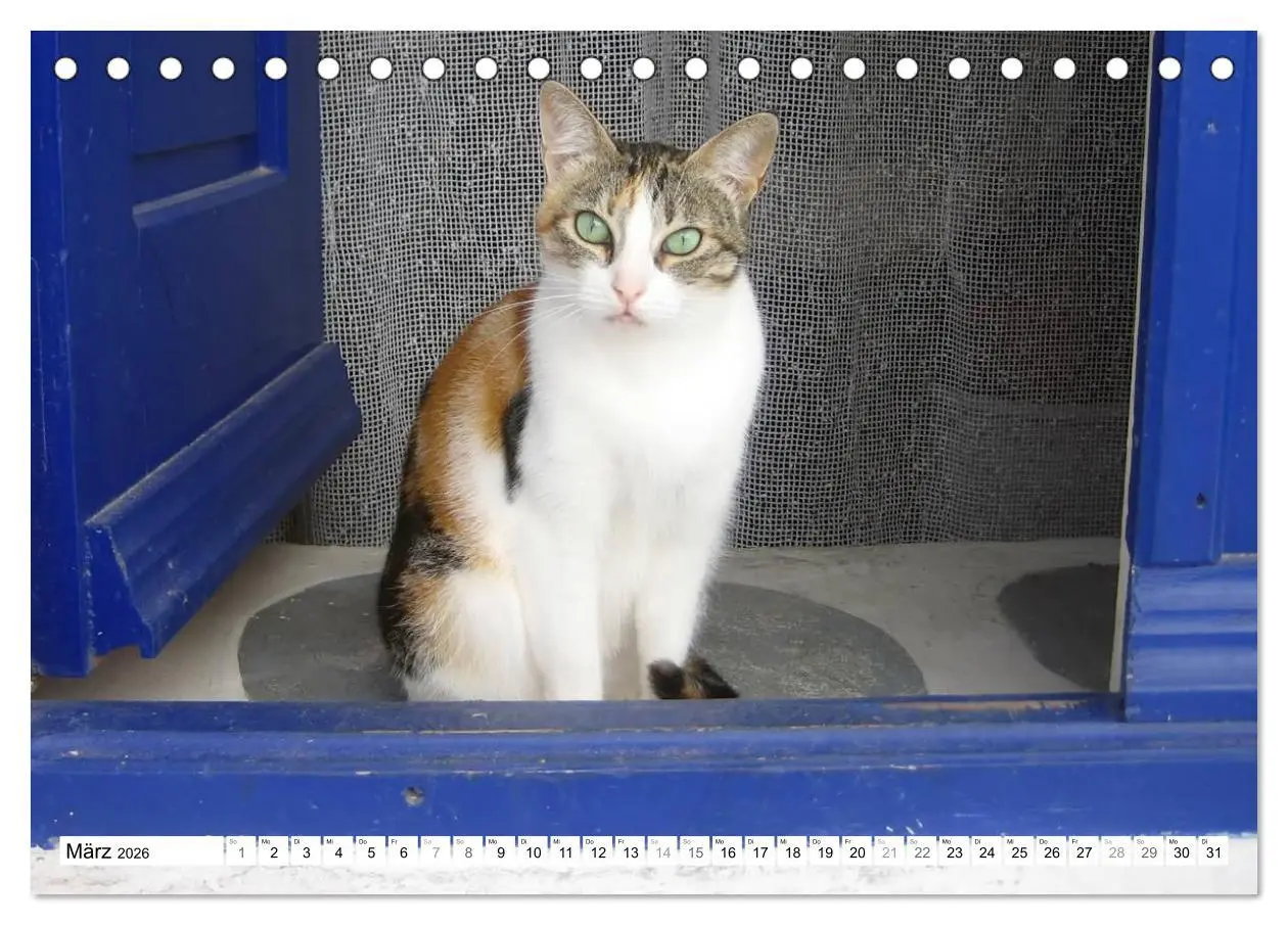 Bild: 9783516148923 | Katzen der Kykladen (Tischkalender 2026 DIN A5 quer), CALVENDO...
