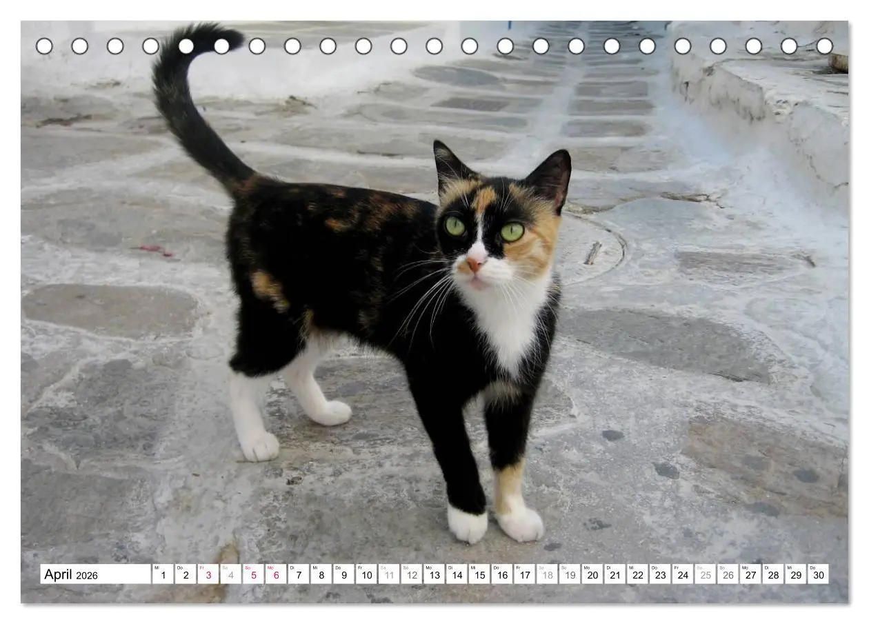 Bild: 9783516148923 | Katzen der Kykladen (Tischkalender 2026 DIN A5 quer), CALVENDO...