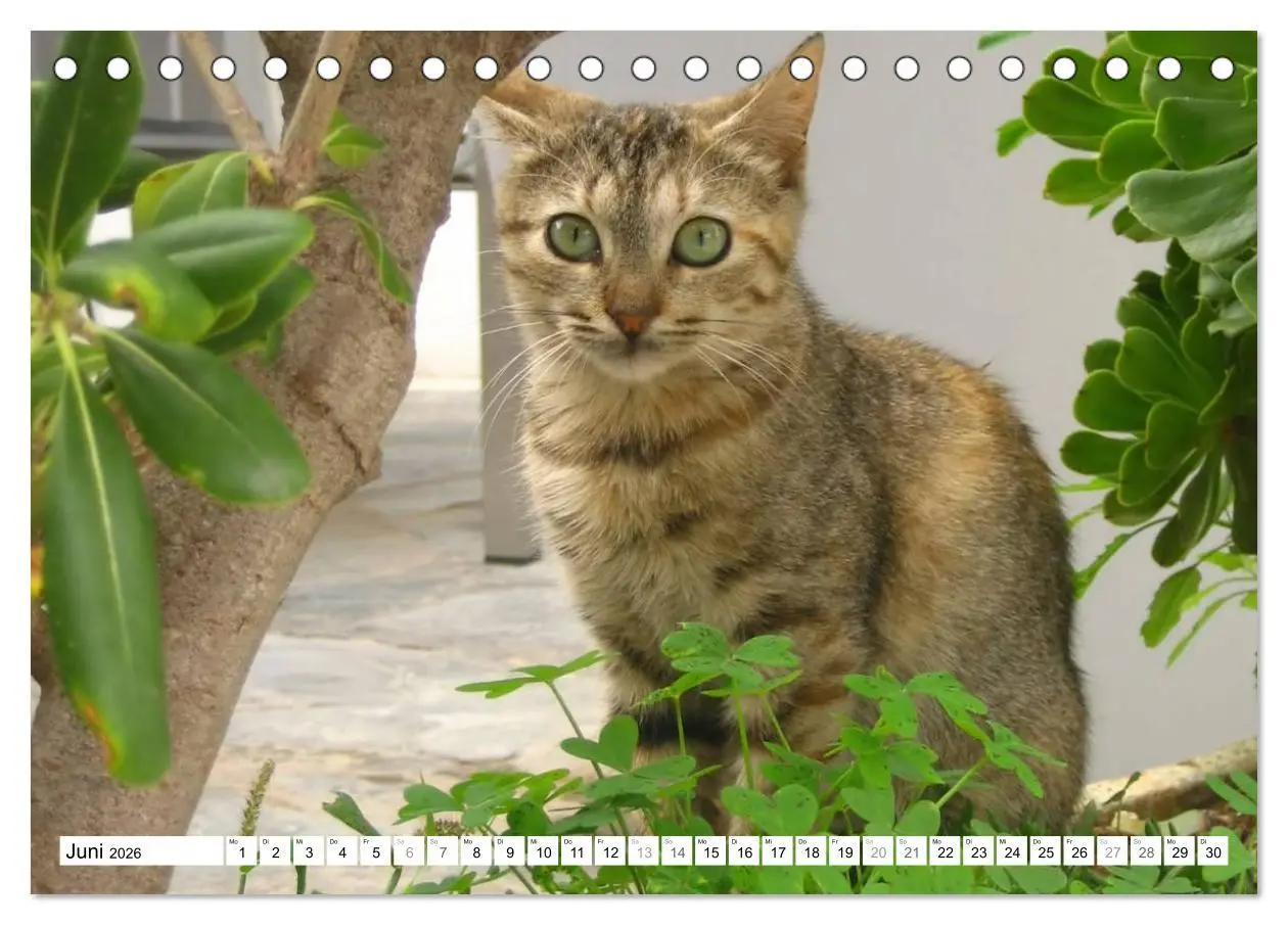 Bild: 9783516148923 | Katzen der Kykladen (Tischkalender 2026 DIN A5 quer), CALVENDO...