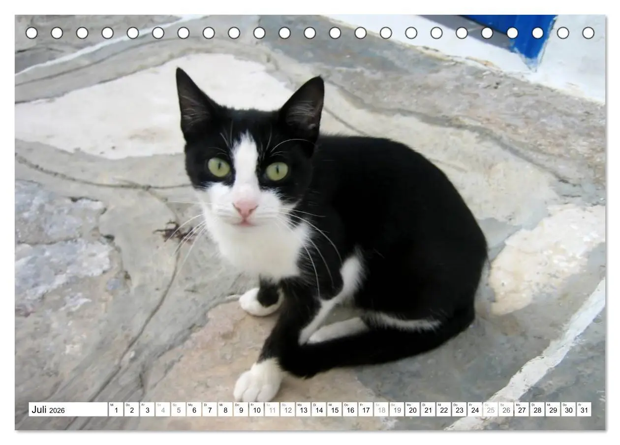 Bild: 9783516148923 | Katzen der Kykladen (Tischkalender 2026 DIN A5 quer), CALVENDO...