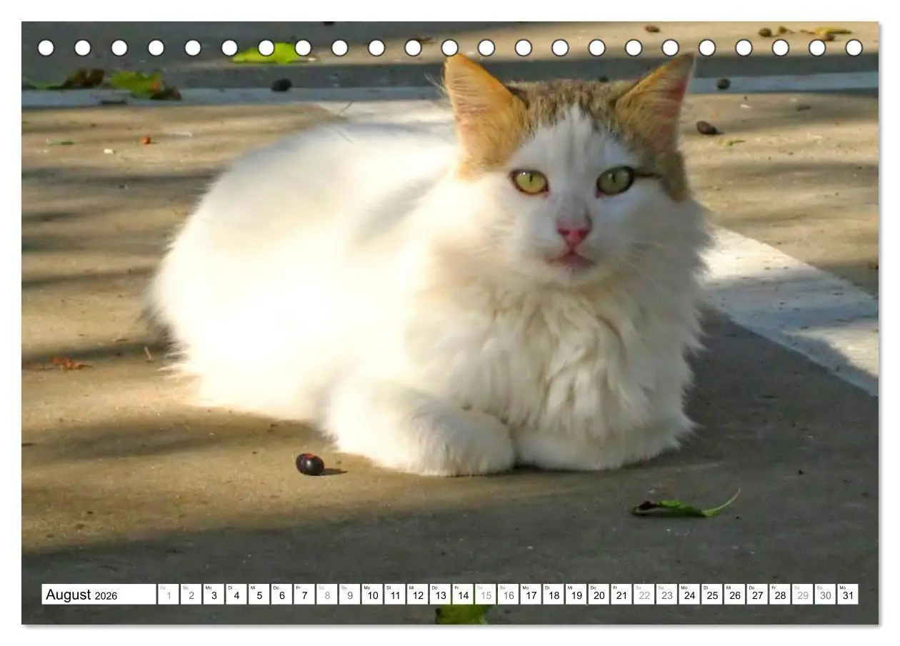Bild: 9783516148923 | Katzen der Kykladen (Tischkalender 2026 DIN A5 quer), CALVENDO...